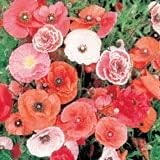 Bentley Seeds Old Glory Flower Mix - Image 8