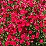 Bentley Seeds Old Glory Flower Mix - Image 7