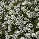 Bentley Seeds Old Glory Flower Mix - Image 5