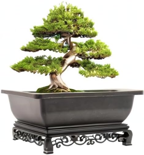 Cotta Planters Bonsai Pot - Image 7