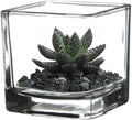 WGV 2 Inch Tea Light Votive Candle Holder, Square Cube 2”x2”, Small Tiny Bulk by WGVInternational-OpusGlassware