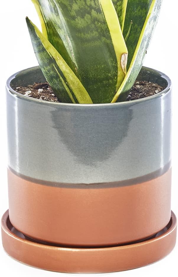 CHIVE ‘Minute’ Ceramic Planter Pot — Cute 5” Colorful Succulent Pots by Chive