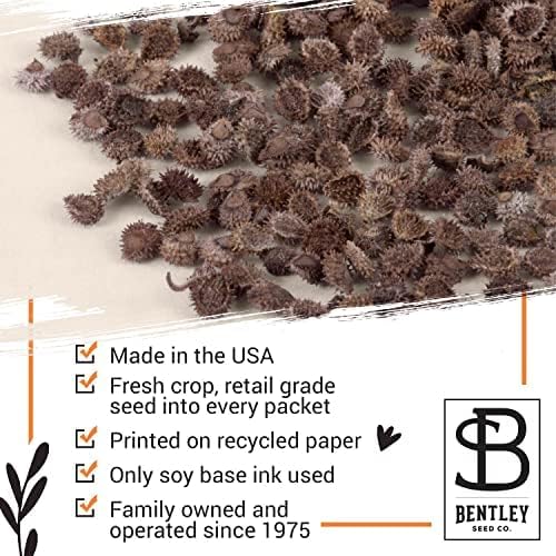 Bentley Seed Co. | Memorial Vintage Gift | Non-GMO, Non-Coated Blue Flax Seed - Image 4