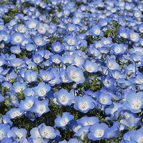 Bentley Seeds Old Glory Flower Mix - Image 6
