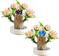 Brazilian Lucky Wood Plant Kit, Lucky Wood Doesn't Need to Wait to Sprout by Unknown