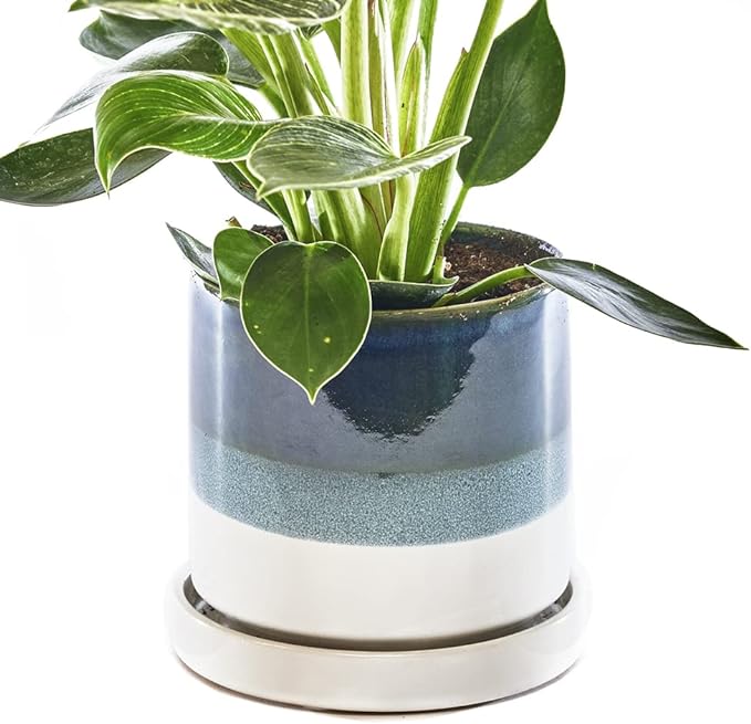 CHIVE ‘Minute’ Ceramic Succulent Planters — 5” Indoor Cactus & Flower Container by Chive