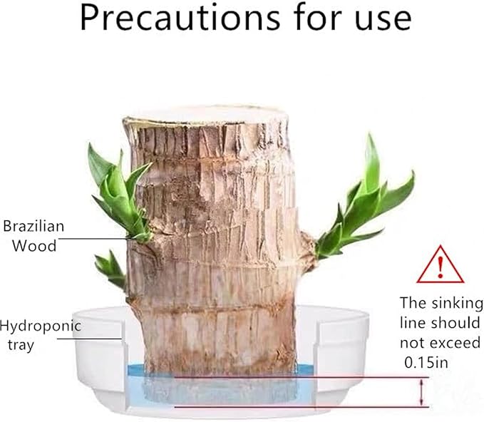 Brazilian Lucky Wood Plant Kit, Lucky Wood Doesn't Need to Wait to Sprout - Image 7