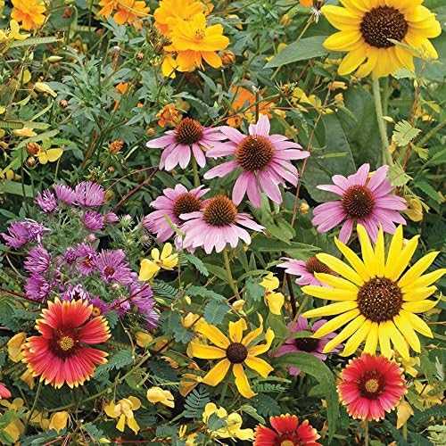 Bentley Pollination Celebration Wildflower Seed Packets, Uncoated Flower Mix - Image 5