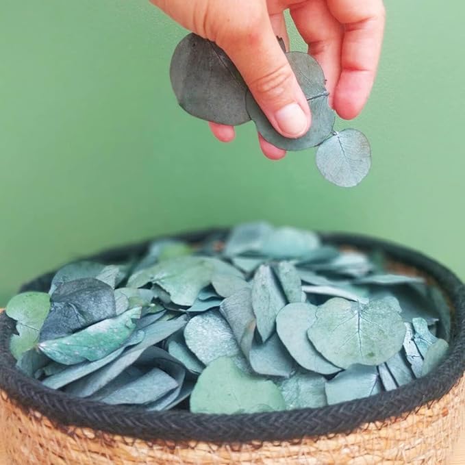 1600+Preserved Real Eucalyptus Leaves Small, Pure Natural Bulk Eucalyptus by Glicrili