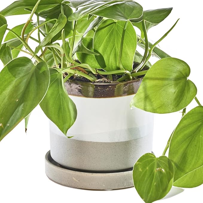CHIVE ‘Minute’ Ceramic Planter Pot — Cute 5” Colorful Succulent Pots by Chive