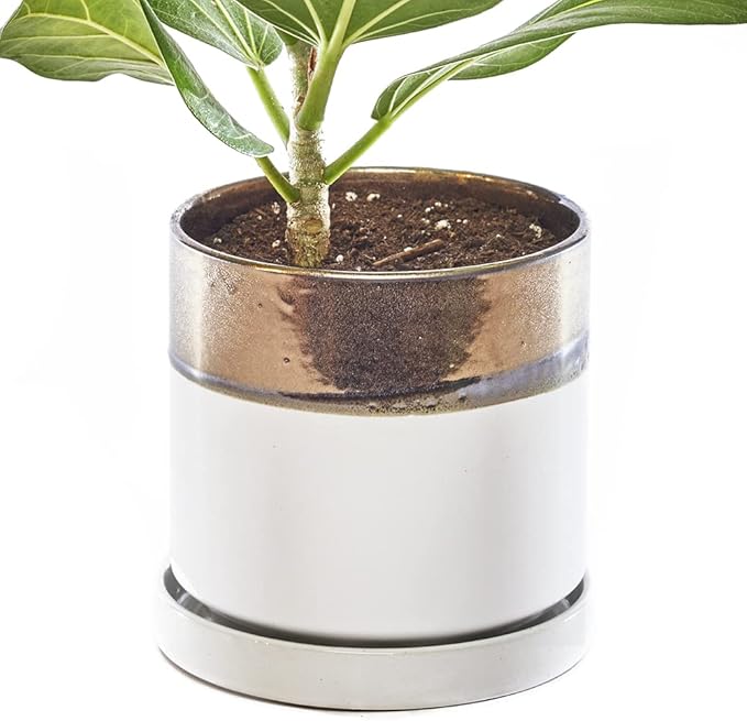 CHIVE ‘Minute’ Ceramic Planter Pot — Cute 5” Colorful Succulent Pots by Chive