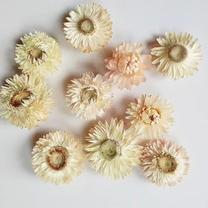 Dried Flower White Straw Daisy Biodegradable Confetti - Image 9