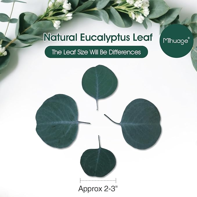400+ Natural Dried Eucalyptus Leaves – Bulk Green Petals - Image 2