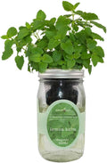 Hydroponic Herb Growing Kit, Self-Watering Mason Jar Herb Garden Starter Kit by Environet