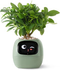 Smart pet Planter Robot Guidance on Plant Care by PlantsIO