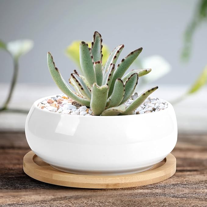 ZOUTOG 2 Pack Succulent Pots, 6 inch Ceramic Planters - Image 4