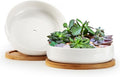 ZOUTOG Succulent Pots, 6 Inch Succulent Planters by ZOUTOG