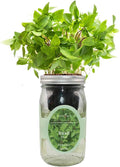 Hydroponic Herb Growing Kit, Self-Watering Mason Jar Herb Garden Starter Kit by Environet