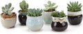 T4U Mini Ceramic Succulent Pots by T4U