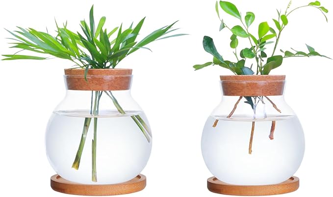 Tabletop Plant Propagation Station, Aquatic Plant Culture Glass Mini vase by HOME