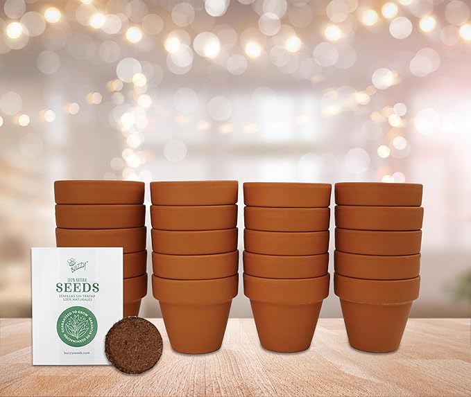 BUZZY Seeds Spruce Terracotta Mini Grow Pots – Indoor Tree Starter Kit Bulk - Image 5
