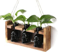 Plant Terrarium Propagation Stations Hydroponics Halloween Skull Planter Vase by Unknown