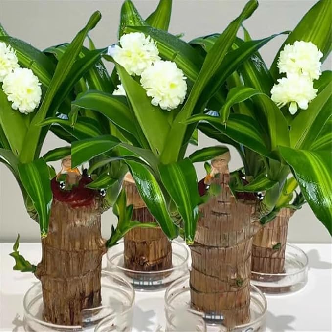 Brazilian Lucky Wood Plant Kit, Lucky Wood Doesn't Need to Wait to Sprout - Image 5