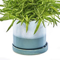 CHIVE ‘Minute’ Ceramic Planter Pot — Cute 5” Colorful Succulent Pots by Chive