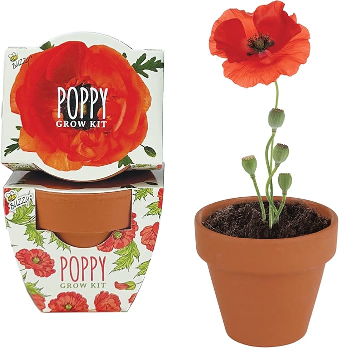 BUZZY Seeds 12-Pack Poppy Grow Kit – Mini Terracotta Pots - Image 2