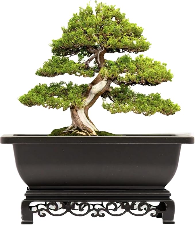 Cotta Planters Bonsai Pot - Image 6