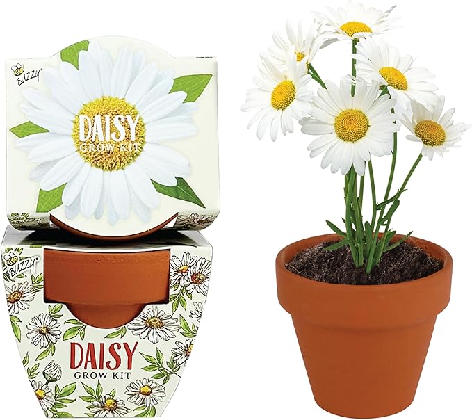 BUZZY Seeds Daydream Mini Terracotta Pots 12-Pack - Image 2