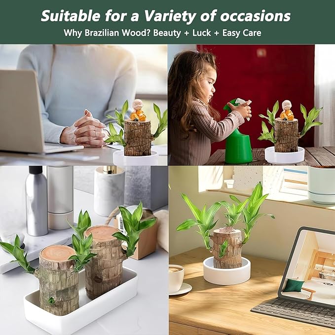 Brazilian Lucky Wood Plant Kit, Lucky Wood Doesn't Need to Wait to Sprout - Image 8
