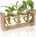 Plant Terrarium Propagation Stations Hydroponics Home Garden Decoration Gift by Unknown