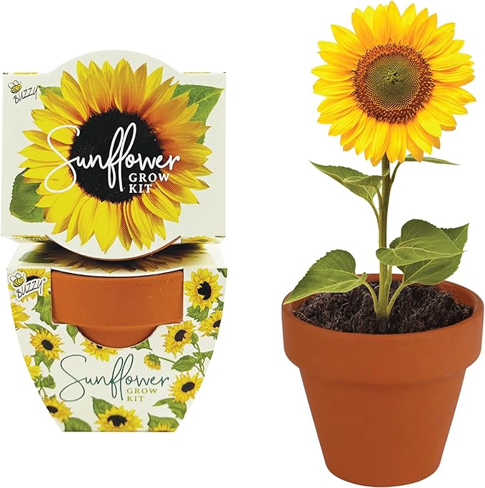 BUZZY Seeds All-in-One Sunflower Mini Terracotta Pot Grow Kits 12-Pack - Image 2