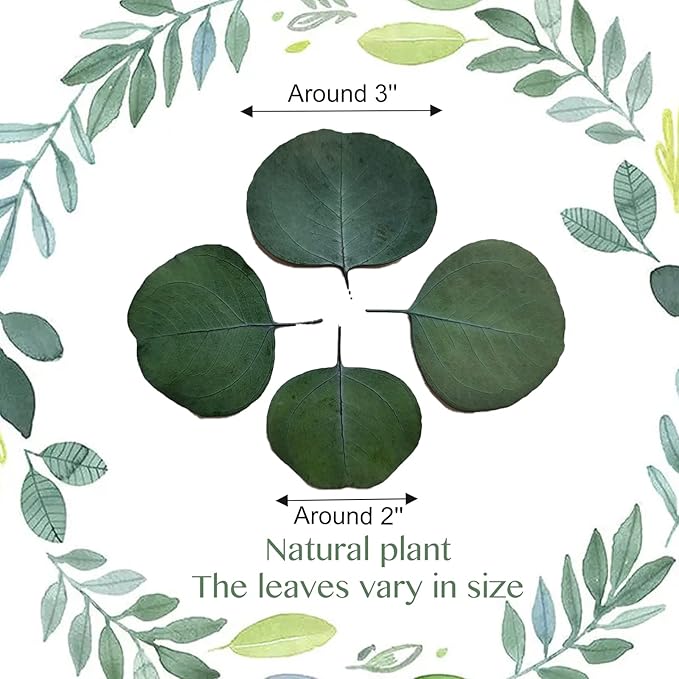 300+ Pcs Dried Real Eucalyptus Leaves, Rustic Boho Wedding Table Decor - Image 2