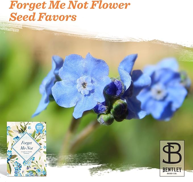 Vintage Look - 25 Individual Forget Me Not Flower Seed Packet Favors - Non GMO - Image 3