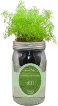 Hydroponic Herb Growing Kit, Self-Watering Mason Jar Herb Garden Starter Kit by Environet