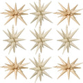 Cream White Beige Star Balloons by Adorely