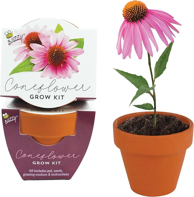 BUZZY Seeds Terracotta Mini Grow Pots | Herb, Flower Starter Kit - Image 2