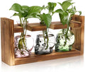 Plant Terrarium Propagation Stations Hydroponics Halloween Skull Planter Vase by Unknown