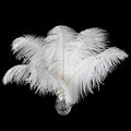 24pcs Natural White Ostrich Feathers 10-12inch by Ballinger