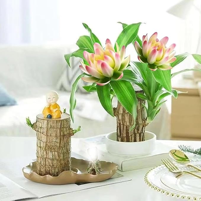 Brazilian Lucky Wood Plant Kit, Lucky Wood Doesn't Need to Wait to Sprout - Image 2