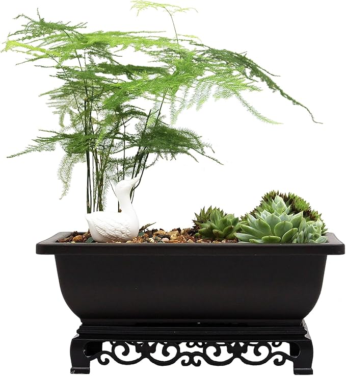 Cotta Planters Bonsai Pot by CottaPlanters