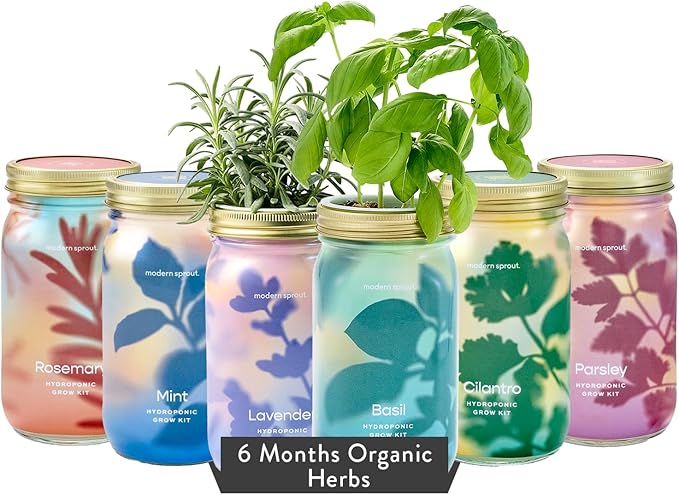 Modern Sprout New & Improved Mason Jar Grow Set 6pk, Indoor Herb Garden by ModernSprout