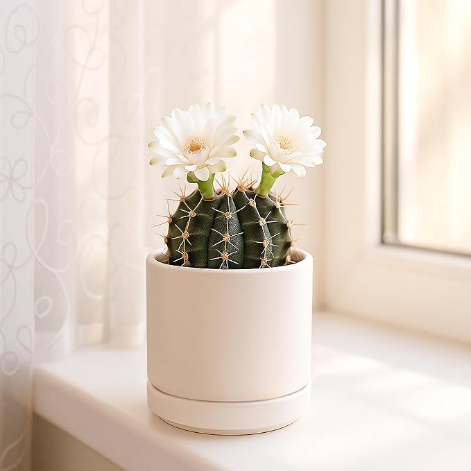 D'vine Dev Set of 4 Small Ceramic Plant Pots, 3.5 Inch Succulent Planter Pot - Image 7