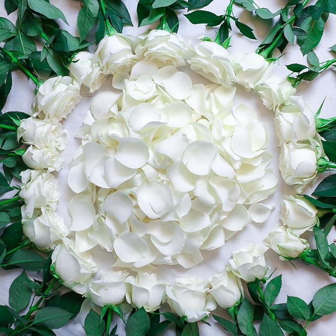 Dried Real White Rose Petals, Freeze Preserved Flower Petals 1.75oz - Image 7