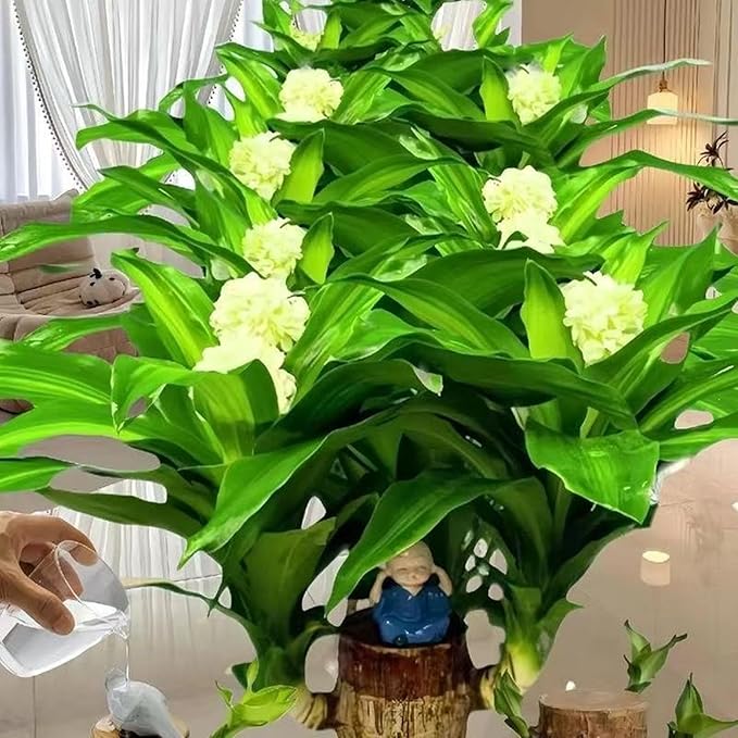 Brazilian Lucky Wood Plant Kit, Lucky Wood Doesn't Need to Wait to Sprout - Image 4