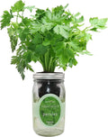 Hydroponic Herb Growing Kit, Self-Watering Mason Jar Herb Garden Starter Kit by Environet