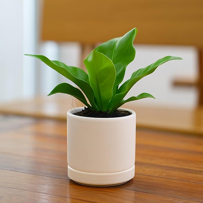 D'vine Dev Set of 4 Small Ceramic Plant Pots, 3.5 Inch Succulent Planter Pot - Image 6