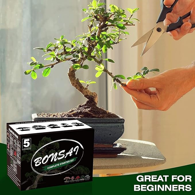 5 Bonsai Tree Kit Complete Plant Growing Tools, Grow in Pot Indoor Bonsai Tree - Image 4